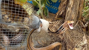 Bẫy rắn mùa gió chướng dính rắn không thể tưởng một ngày bội thu | Cần gò Công