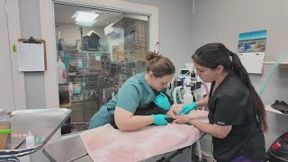 Applications open for 13 million Texas program targeting pet overpopulation