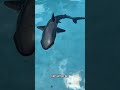 Your kids rubber duck just got replaced🦈 this remote control, shark swims, and will go full shark