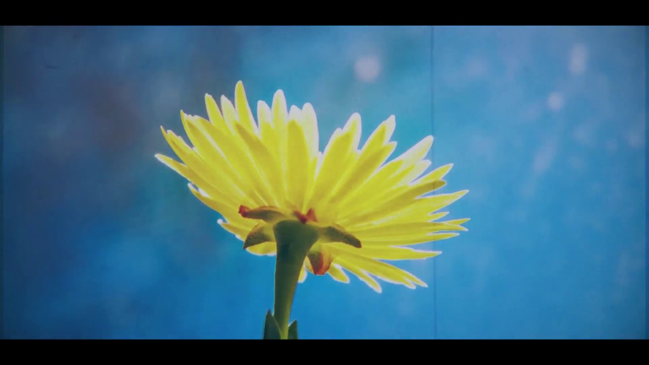 Смотреть «Travis A. King - Evolve» на YouTube Смотреть «Travis A. King - Evolve» на YouTube