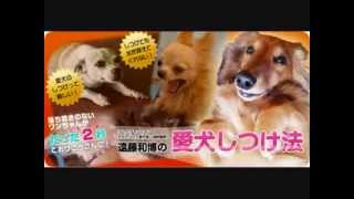 ワンちゃんの“しつけ”は、誰でも簡単にでき、遅すぎることはない！！TVチャンピオン「子犬しつけ王選手権」の連続優勝者が、あなたの愛犬をしつける方法をお教えします！