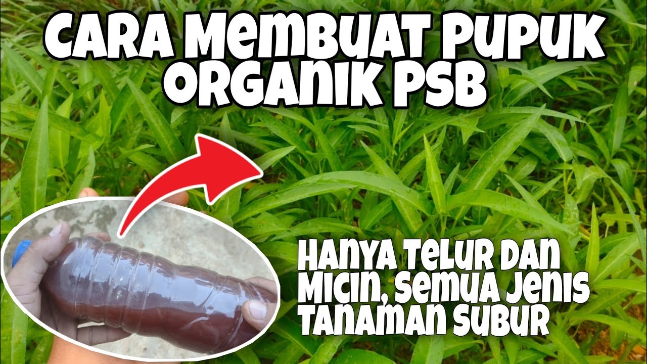 Hanya Telur Dan Micin, Cara Membuat Pupuk Organik Cair PSB Pasti Berhasil