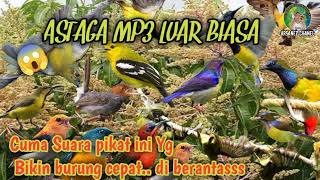 Download Lagu Suara pikat burcil ribut semua jenis burung kecil tercepat ampuhh ❗ anti zonk MP3 Download Lagu Suara pikat burcil ribut semua jenis burung kecil tercepat ampuhh ❗ anti zonk MP3