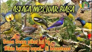 Suara pikat burcil ribut semua jenis burung kecil tercepat ampuhh ❗ anti zonk