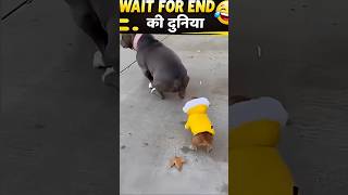 😂 Funny Animals Part 54| Hassi Nahi Rukegi✔️ #shorts #funny #funnyanimals