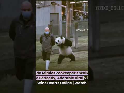 😂😂🤣panda