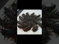 最強毒ヒトデの姿焼き#shorts