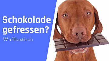 Wie viel Schokolade überlebt ein Hund?