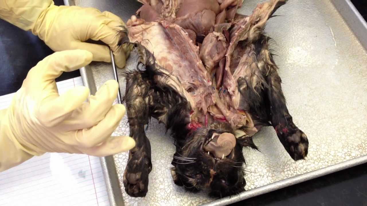 Biology Cat Digestive Tract - YouTube