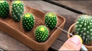 How to Extract Cactus Spines Safely: Tips for Removal