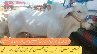 Multan Cattle Mandi #multancattlemandi #Qurbani2024 Aaj Multan Cattlemandi ka Visit kia