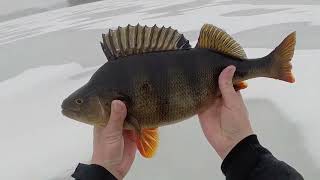 Pilkillä 2024 Kauden Suurin 1.429 Kg Ja 44Cm Ahven Biggest Perch Ever In Ice Fishing