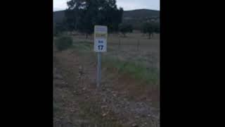 Una manada de ciervos cruza la dehesa de Los Pedroches