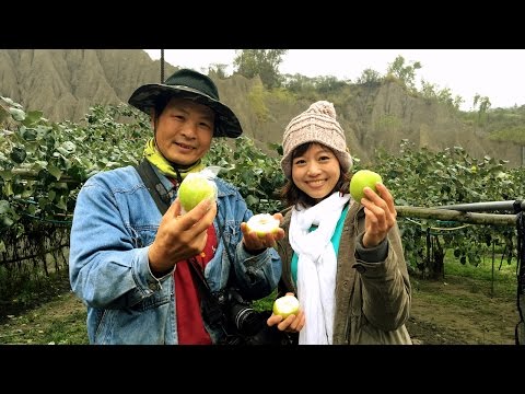 【高雄燕巢】特別推薦泥火山的泥漿蛋、蜜棗、紅芭樂｜燕巢采風網、新養女湖｜kaohsiung|1000步的繽紛台灣 ep148