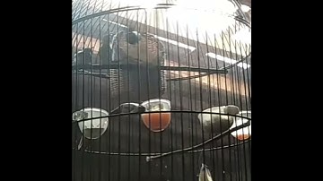 breeding konin. Hari pertama keluar sarang..
