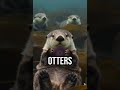 Discover how otters save seas! #TechMarvel #OceanGuardians
