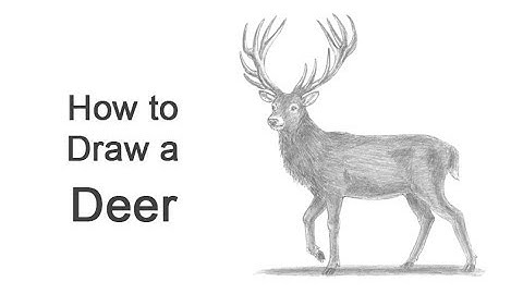 How to Draw a Deer (Red Deer)