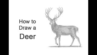 How to Draw a Deer (Red Deer)