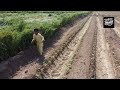 Drone Funny Video drone by throwing rocks at it prank video