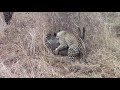 Hyena Saves Wild Pig from Leopard's Fatal Attack - 1080456