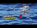 Terungkap! Fakta Ikan Terbang, Hewan Laut Yang Punya &quot;Sayap&quot;