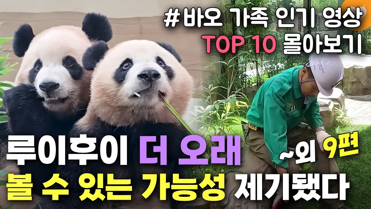 [개감동이양 바오가족 인기 영상 TOP 10 몰아보기] 송바오가 아픈 자신 위해 손수 쪼개준 대나무 본 아이바오 외 9편