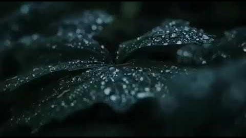 تلاوة رائعة للقارئ معاذ سعادة