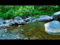 🌿 Gentle Stream Sounds for Relaxation, Sleep and Calm Night Mood 🌙