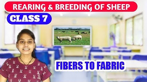 Fibre to Fabric Class 7 Science - Rearing and Breeding of Sheep