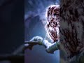 Words Unspoken (YT Creator App) - #ai #bluesrock #taylorswift #elvispresley #ladygaga #celebrities
