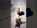 #lion #wildebeest #animals #video #wildlife #cat #catvideos #nature #catshorts #catlovers