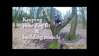 Dog Training tips. For strength and muscle