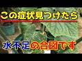 プランターでの【きゅうり】は水管理が命です。 大量収穫するために気を付けること 【家庭菜園】