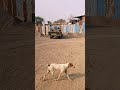 tractor loader#