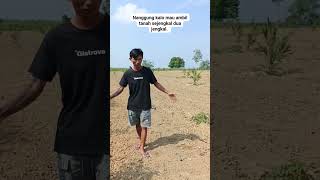 IDEAL DISTANCE FOR PLANTING OIL PALM NEAR THE BORDER