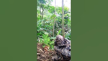 Penyamaran Mikat Burcil Dekat Daun Kering Hinggap Dua Ekor #birds #shorts #Darafamilychannel