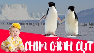 Dạy bé học Con chim cánh cụt | Dạy em bé tập nói tên và hoạt động các con vật