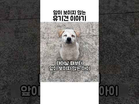 앞이 보이지 않는 유기견 이야기 #강아지구조 thumbnail