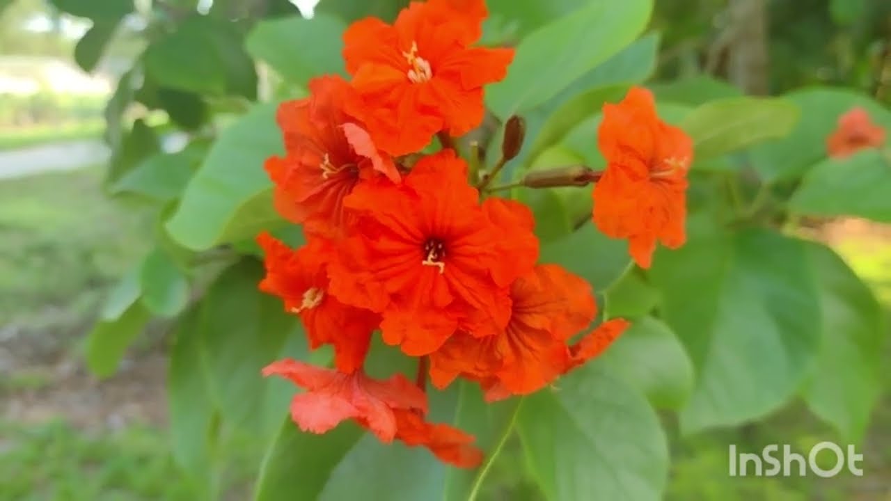 Luckily  tree garlic family 