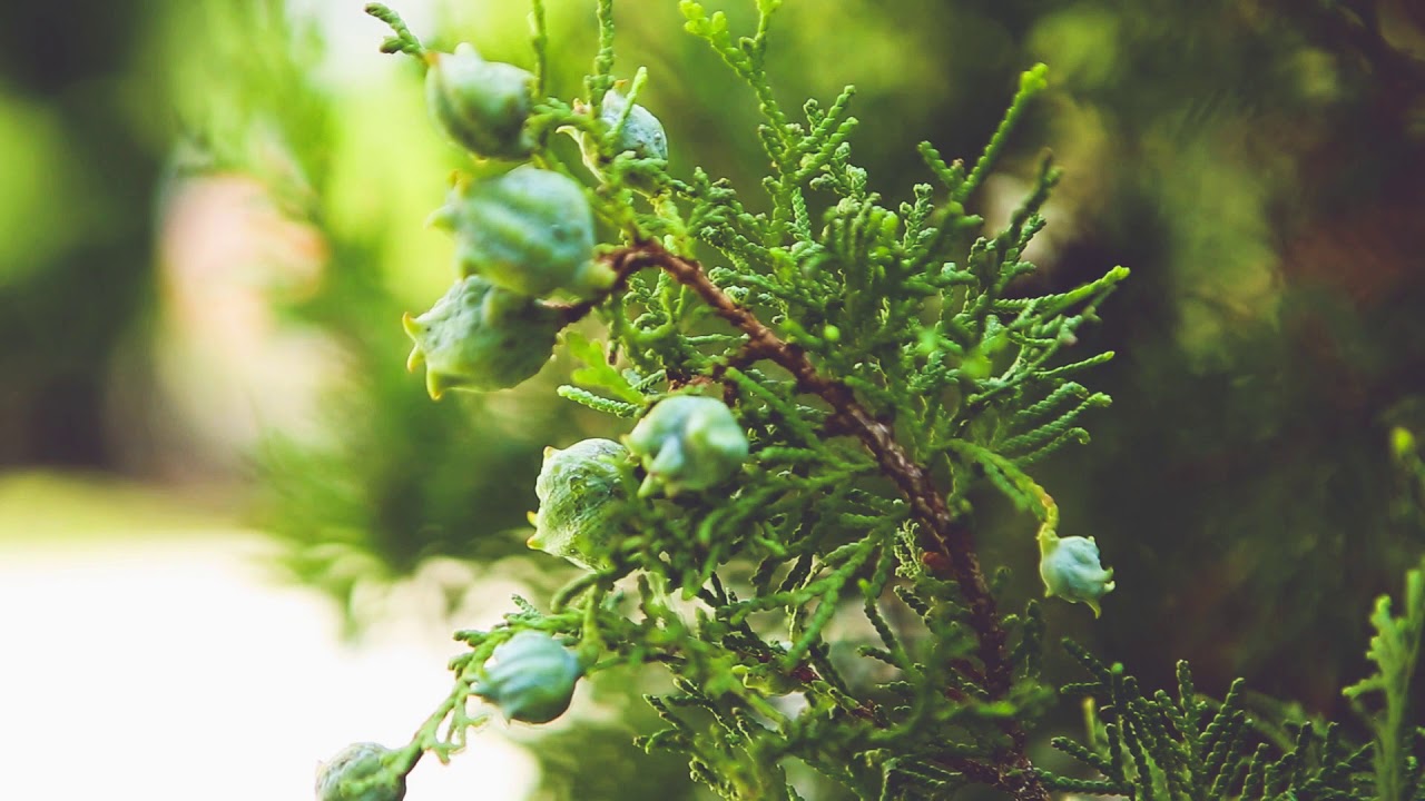 FREE STOCK VIDEO FOOTAGE - PINE PART I
