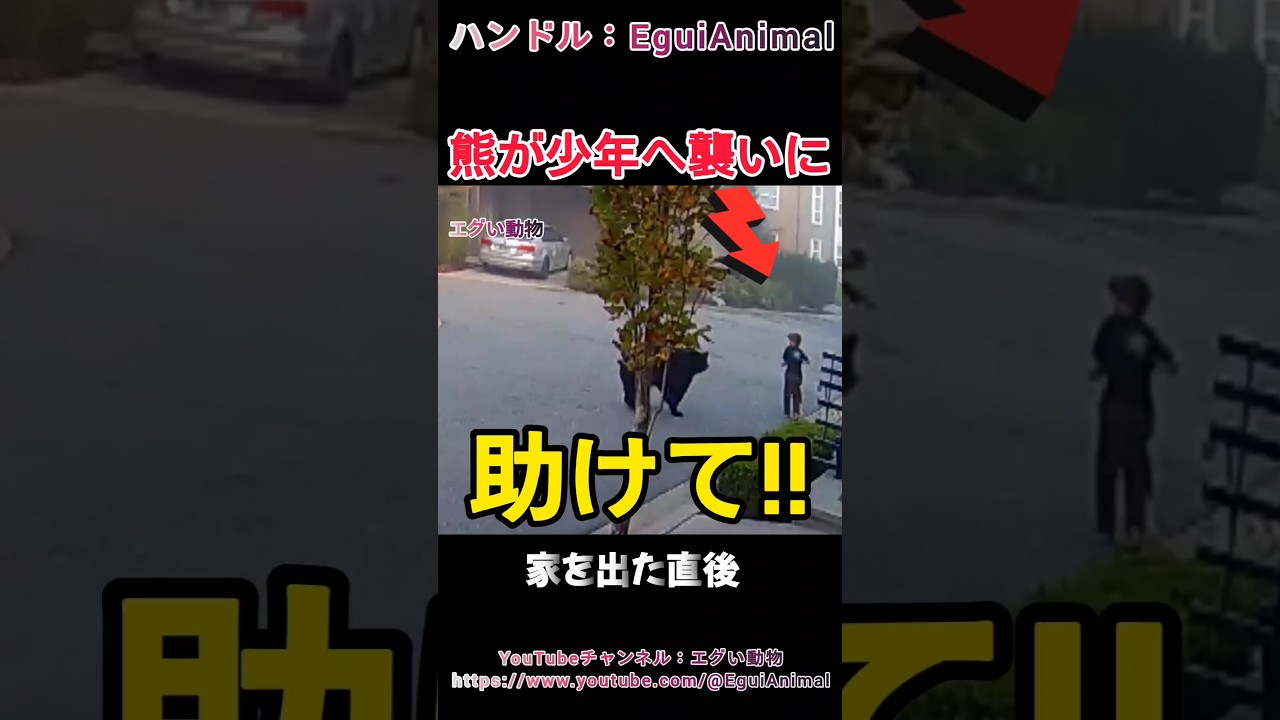 家を出た直後の男の子にクマが襲いに！！ #熊 #ヒグマ #animals #動物 #おすすめ