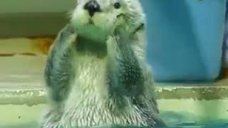 | 9GAG | When you see a dog in public. | 9GAG | When you see a dog in public.