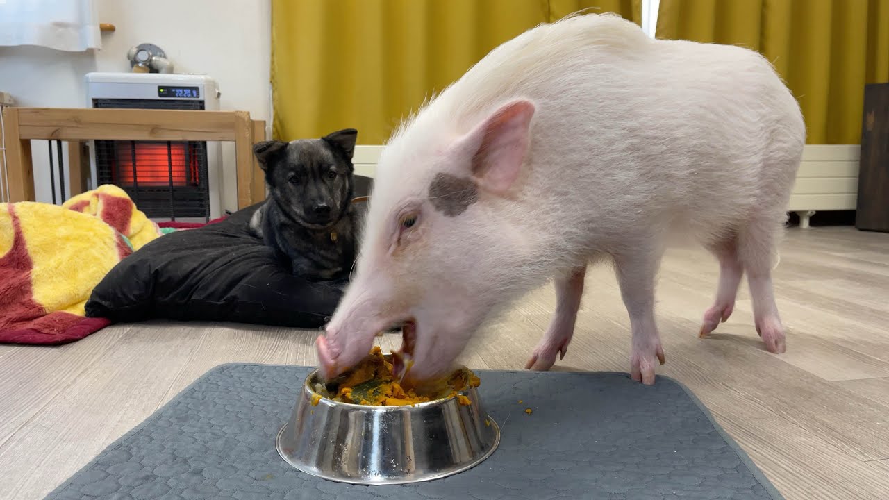 食いしん坊の犬もドン引き‥ブタの食欲は異次元