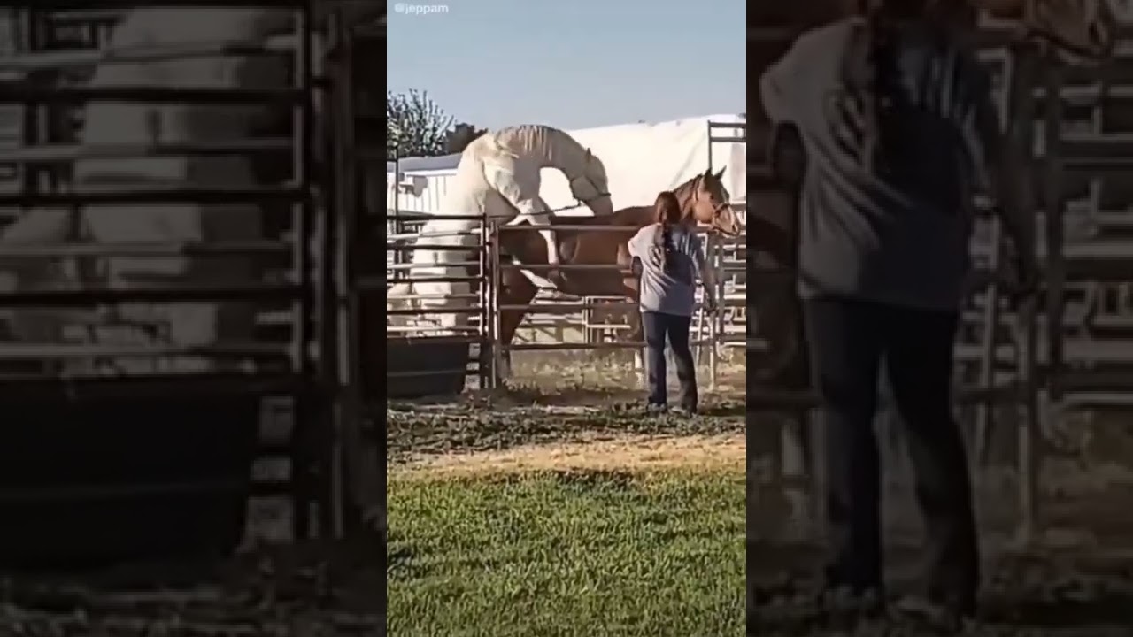 Horse breeding season - Bad horse video 