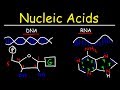 Nucleic Acids - RNA and DNA Structure - Biochemistry