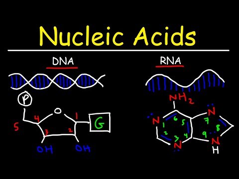 Nucleic Acids - RNA and DNA Structure - Biochemistry