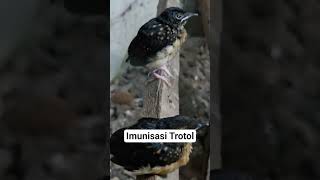 imunisasi trotol #love