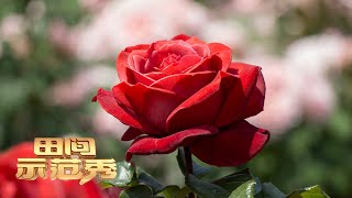 玫瑰种植有高招！想提高玫瑰花的产量和效益，看看专家是如何种植的！丨「田间示范秀」20220811
