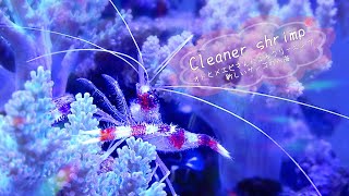 クリーナーシュリンプ!オトヒメエビのクリーニング・新しいサンゴの入海❀海水魚水槽 アクアリウム