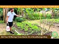 Planting 10,000 Moringa Seeds in My Garden | Plant City, FL